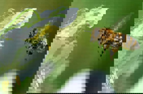 en bie på en blomst