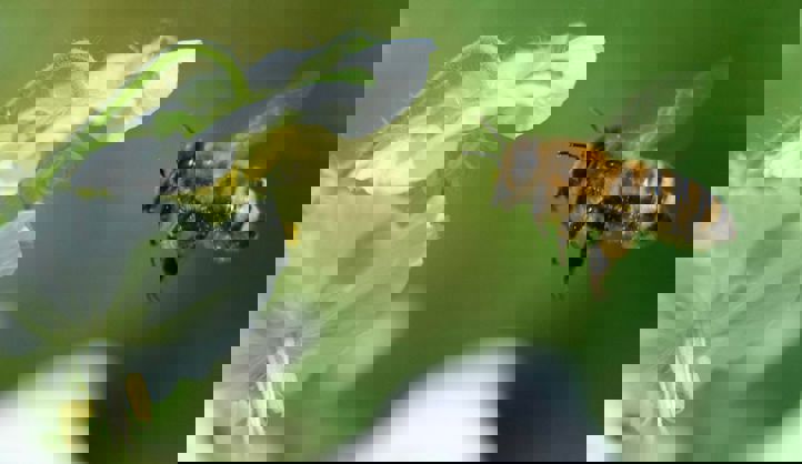 en bie på en blomst