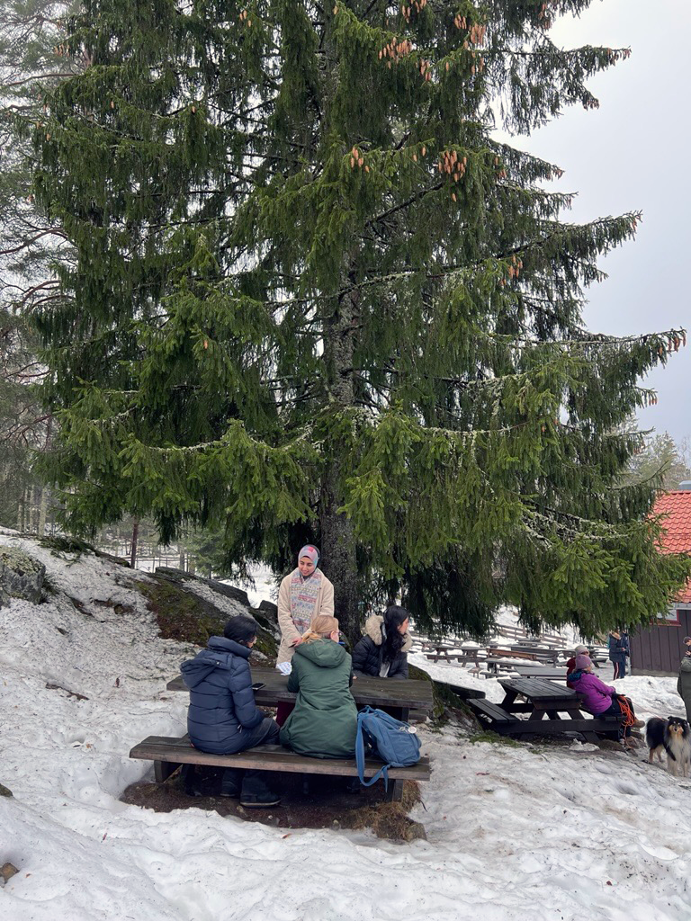 en gruppe mennesker som sitter på en benk under et tre en gruppe mennesker som sitter på en benk under et tre